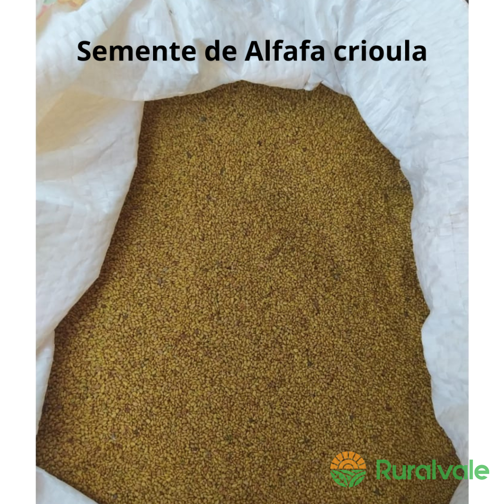 Feno e semente de Alfafa