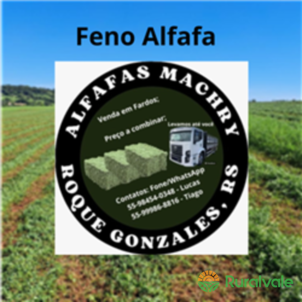 Feno e semente de Alfafa