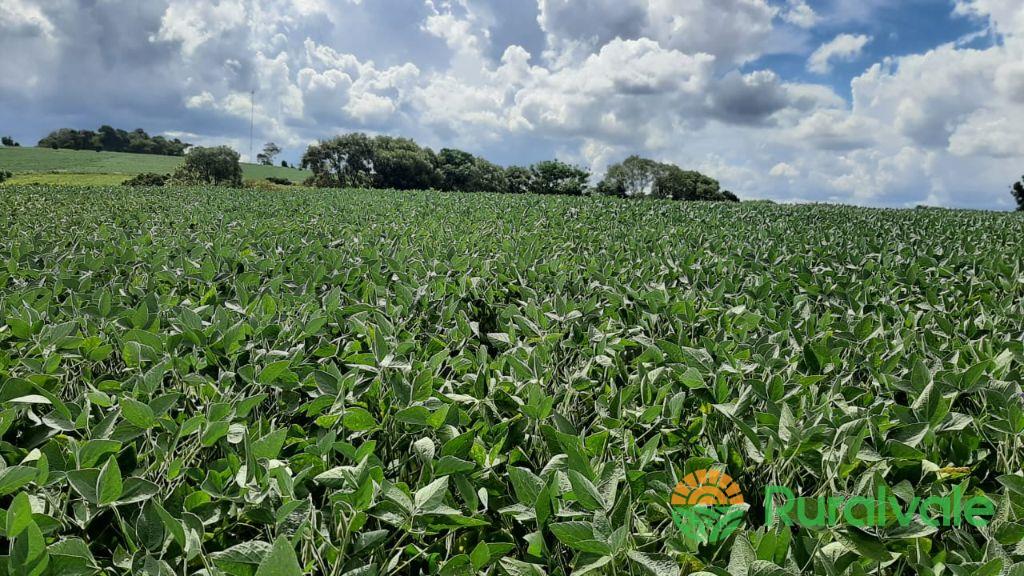 Fertilizante Orgânico Folhito