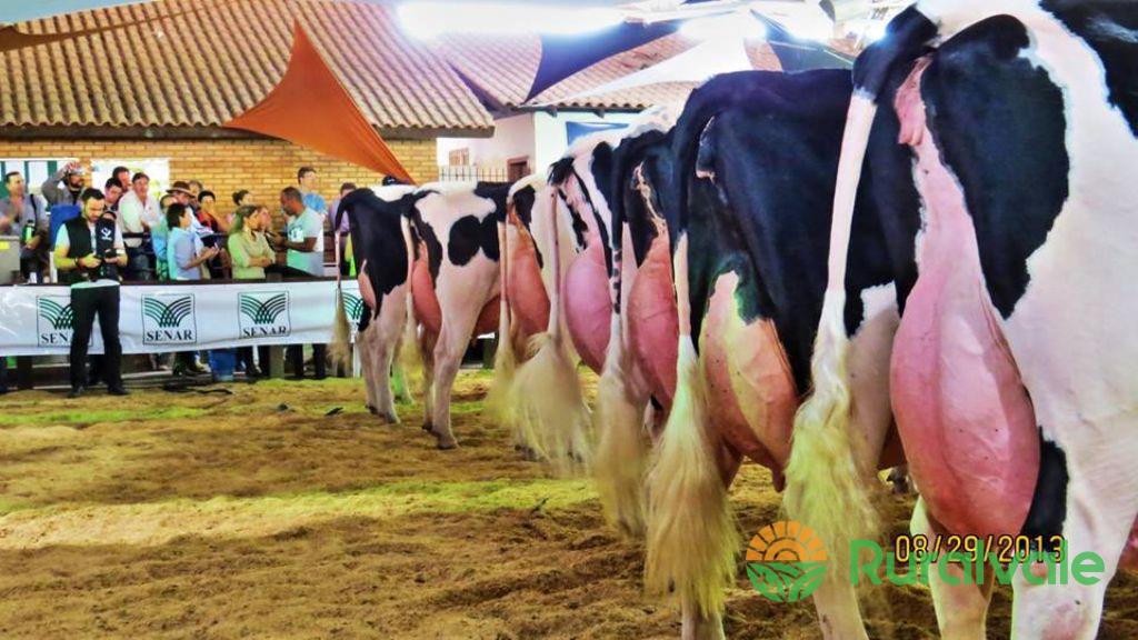 Venda de Gado Holandês Chapecó - SC - Rural Vale